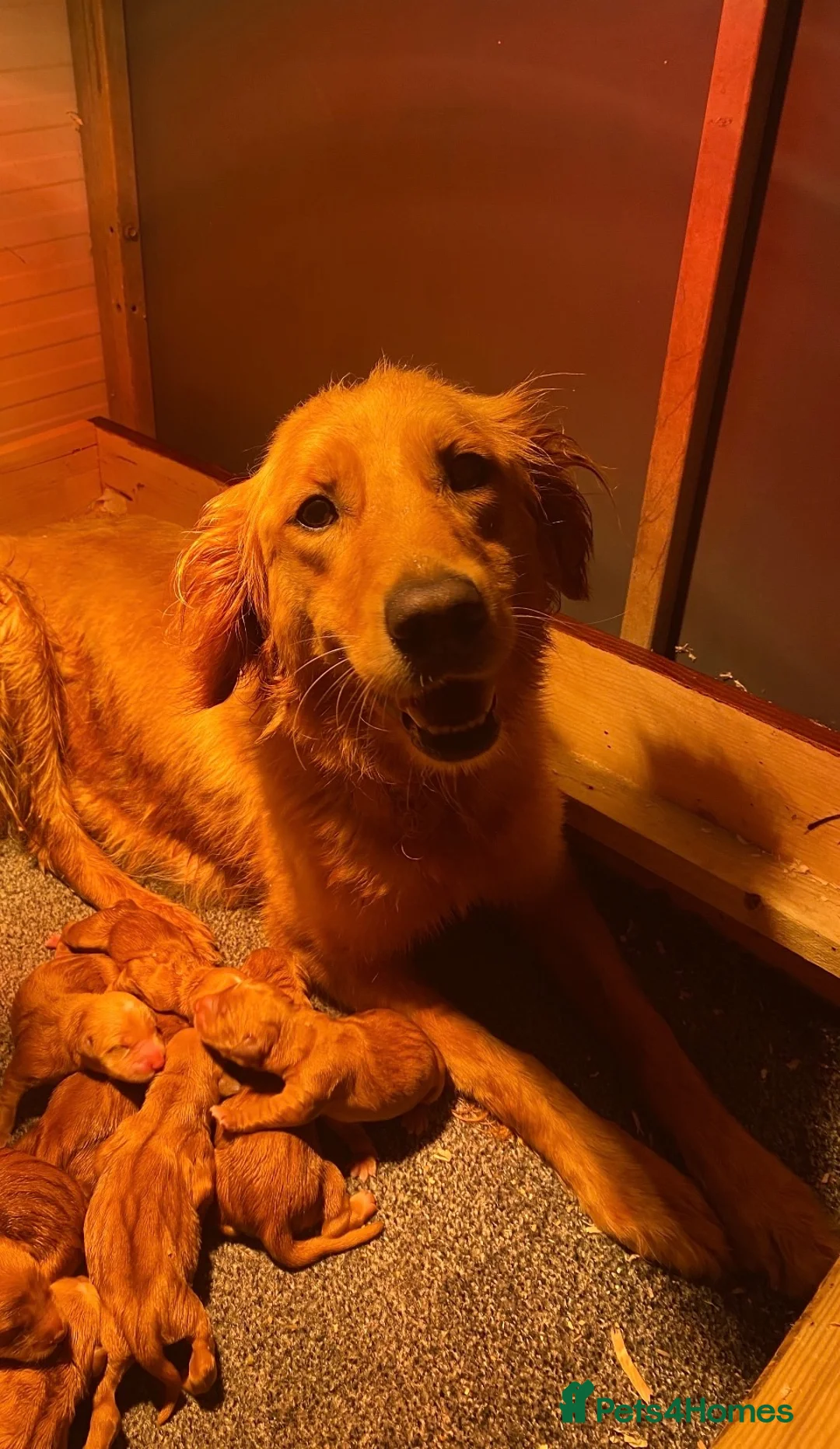 Golden Retriever dogs for sale: Beautiful Red golden retriever puppies - Advert 12
