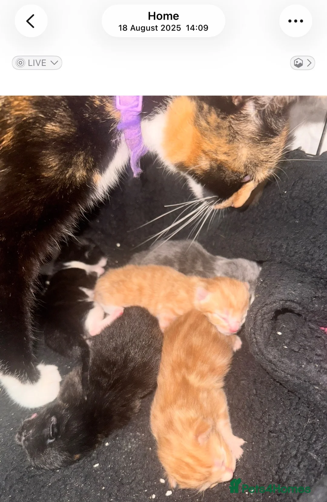British Shorthair cats for sale: *** Beautiful Kittens *** - Advert 6