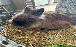 Mini Lion Lop rabbits for sale: Sweet little boy looking for a new home  - Image 4