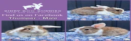Mini Lop rabbits for sale: Mini Lop Baby Bunnies - Reserve Now - Home 14/09 - Advert 6