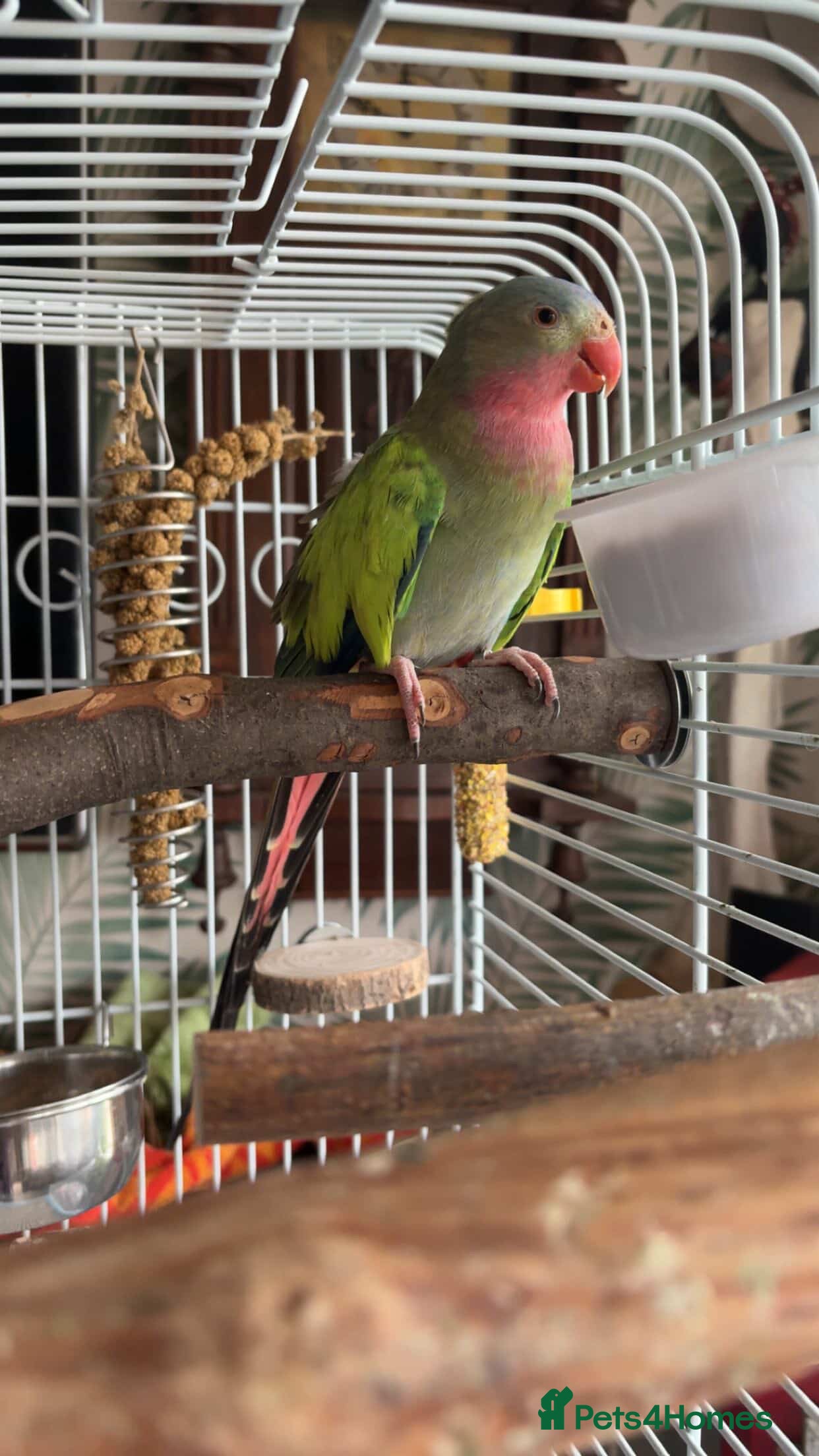 Parakeets birds Parakeet looking for a loving and patient home! in Bournemouth - Advert 10