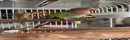Parakeets birds for sale: Parakeet looking for a loving and patient home! in Bournemouth - Advert 1