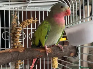 Parakeets birds Parakeet looking for a loving and patient home! in Bournemouth - Advert 7