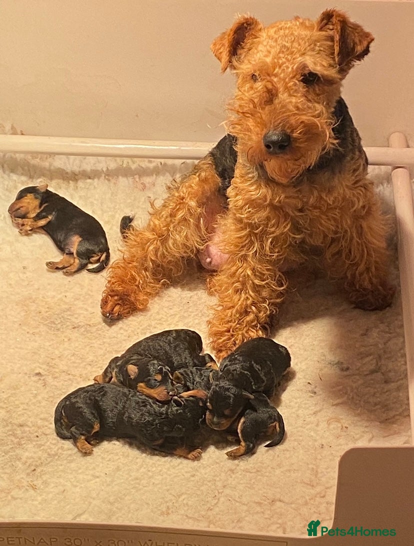 Welsh Terrier dogs PLL clear, Stunning KC reg Welsh Terrier Puppies - Advert 2