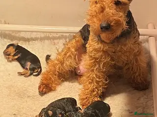 Welsh Terrier dogs PLL clear, Stunning KC reg Welsh Terrier Puppies - Advert 2