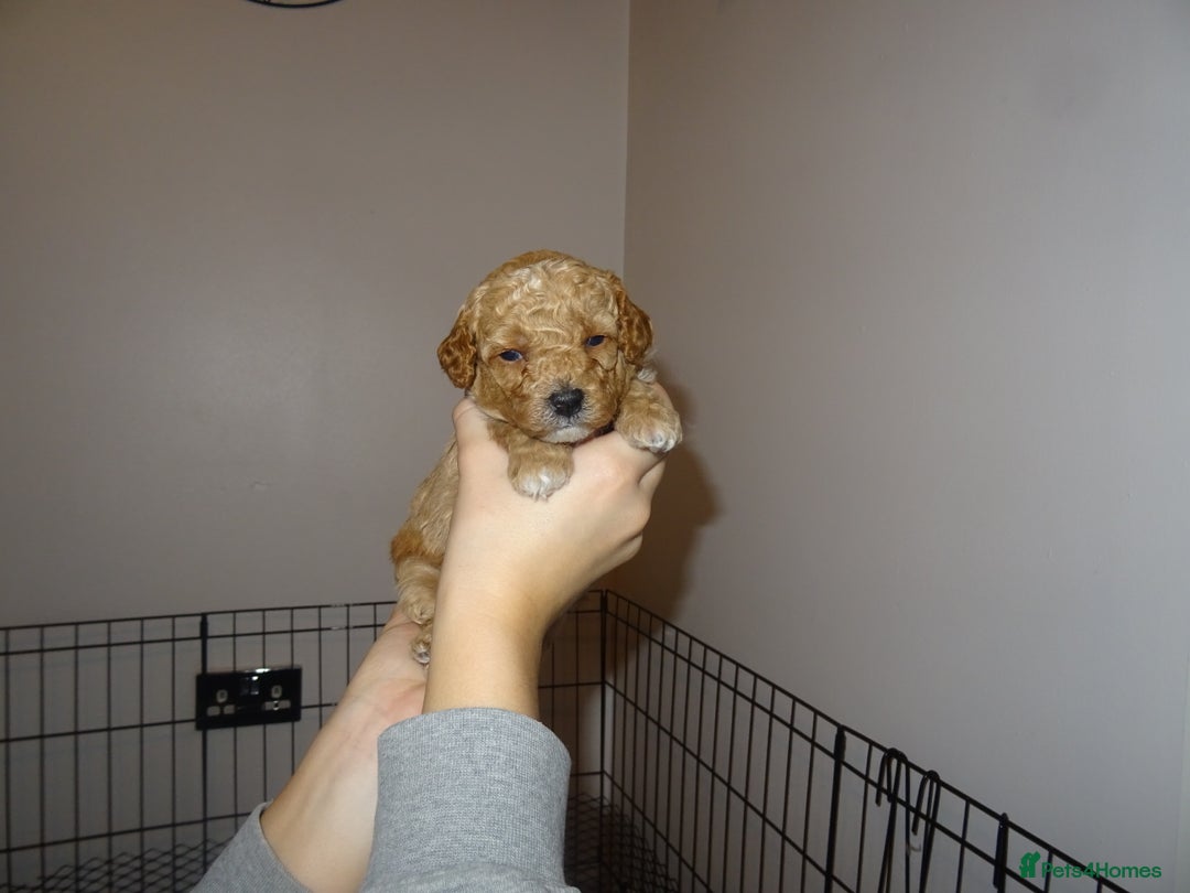 Maltipoo dogs for sale: 🐾 F1b Maltipoo Puppies – Ready Early January 🐾 - Advert 24