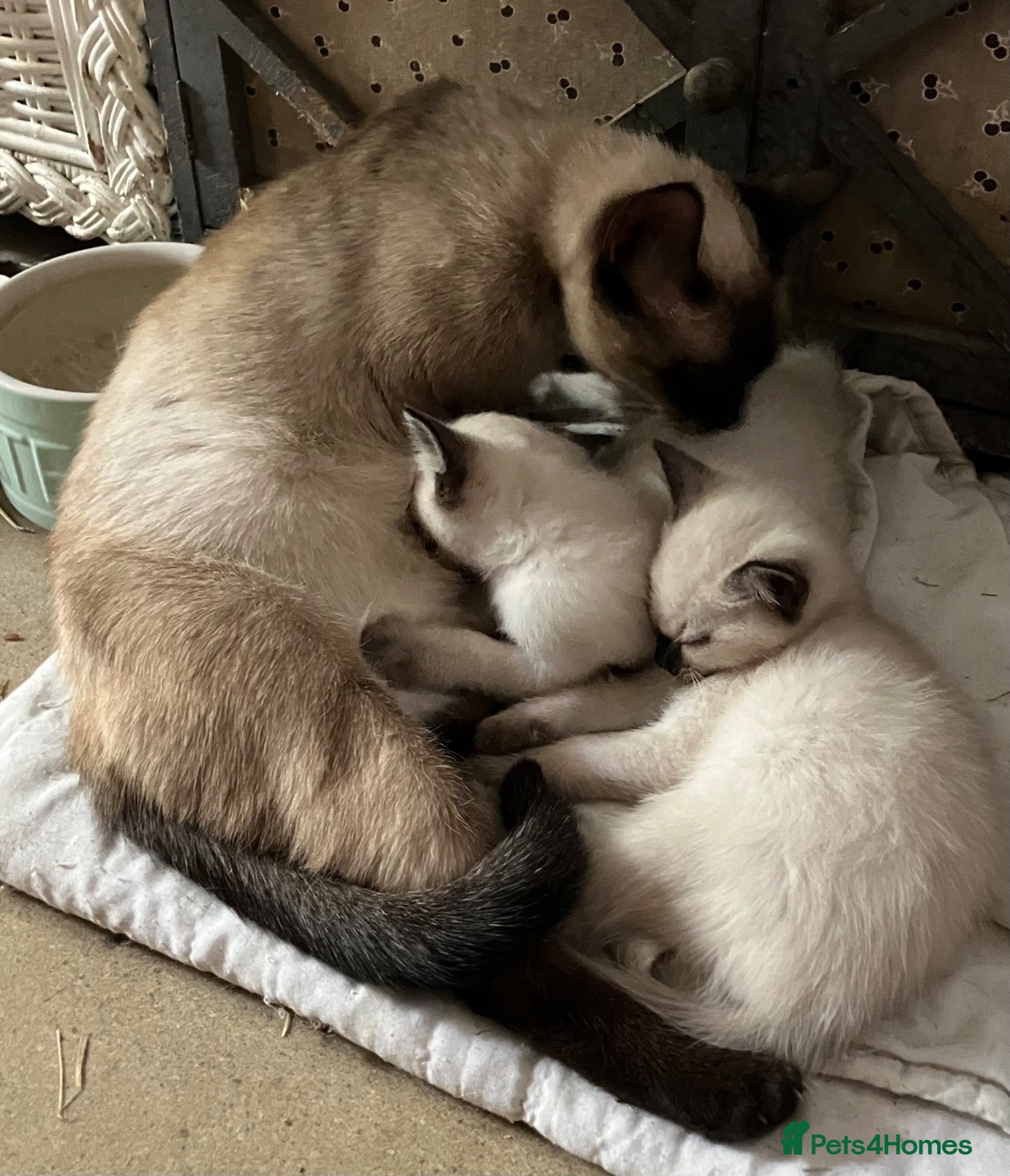 Ragdoll cats for sale: Ragdoll cross kittens.  - Advert 1