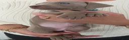 Weimaraner dogs for sale: Champion bloodline silver weimaraner puppies  - Advert 14