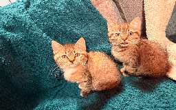Mixed Breed cats for sale: 2 left - 4wks free insurance -himalayan x bengal - Image 10