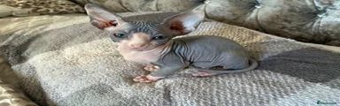 Tabatha