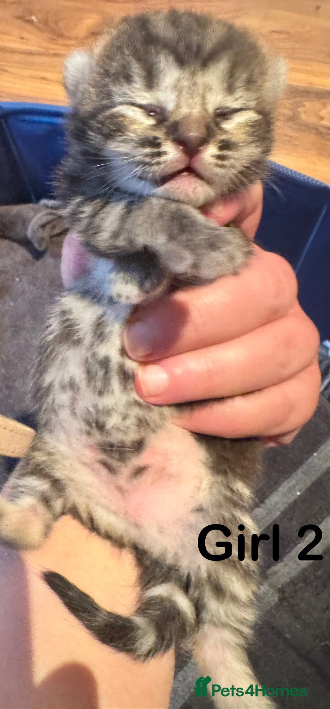 Mixed Breed cats for sale: Stunning  unique kittens  - Image 7