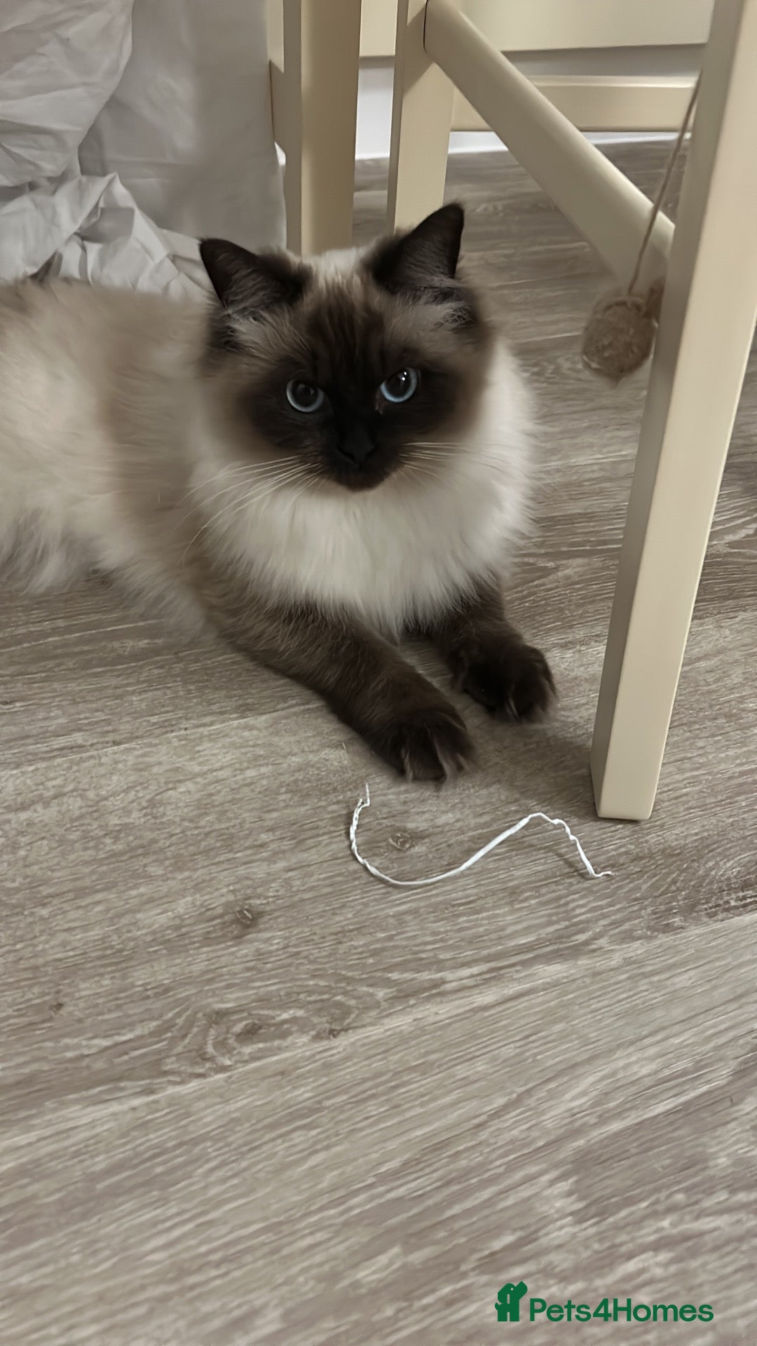 Ragdoll cats Seal Point x Blue Lynx mitted Ragdoll kittens - Advert 14