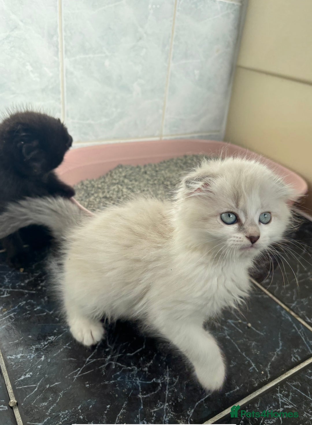 Scottish Fold cats for sale: 5 fluffy Scottish fold kittens  - Image 17