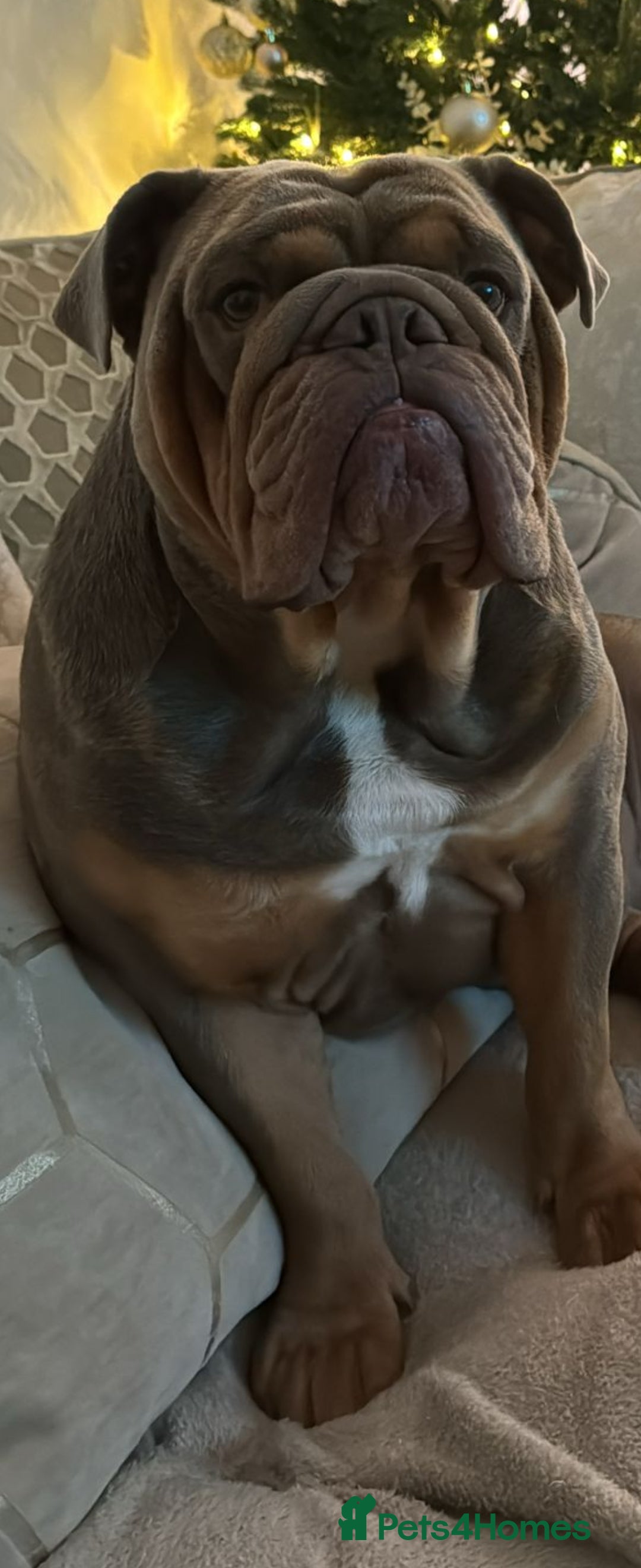 English Bulldog dogs for sale: KC REGISTED TOP BLOODLINE  - Image 1