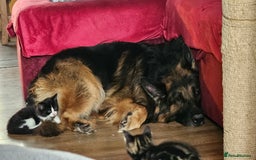 Mixed Breed cats for sale: adorable kittens are looking for a new home - Image 23