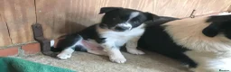 Border Collie dogs for sale: QUALITY BORDER COLLIE PUPPIES CHAMPION LINES in Cardiff - Advert 8