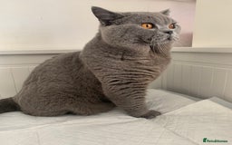 British Shorthair cats for stud: 3xB BIG BSH BOY 7kg  - Image 1
