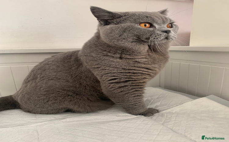 British Shorthair cats - Advert 2