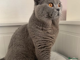 British Shorthair cats - Advert 2