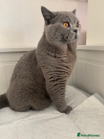 British Shorthair cats - Advert 11