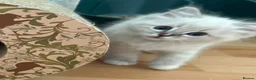 Ragdoll cats for sale: Ragdoll babies  - Advert 8
