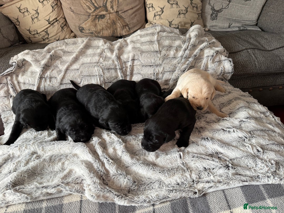 Labrador Retriever dogs for sale: Labrador puppies  - Image 9