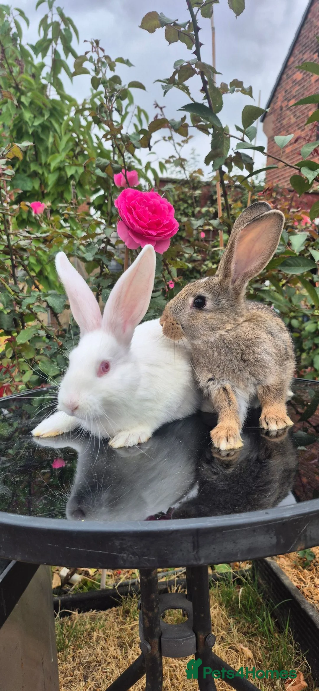 New Zealand rabbits for sale: Frendly New Zealand Eating and drinking already - Advert 2