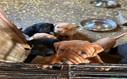 Labrador Retriever dogs for sale: Labrador pups, 7 still available.  in Launceston - Image 10