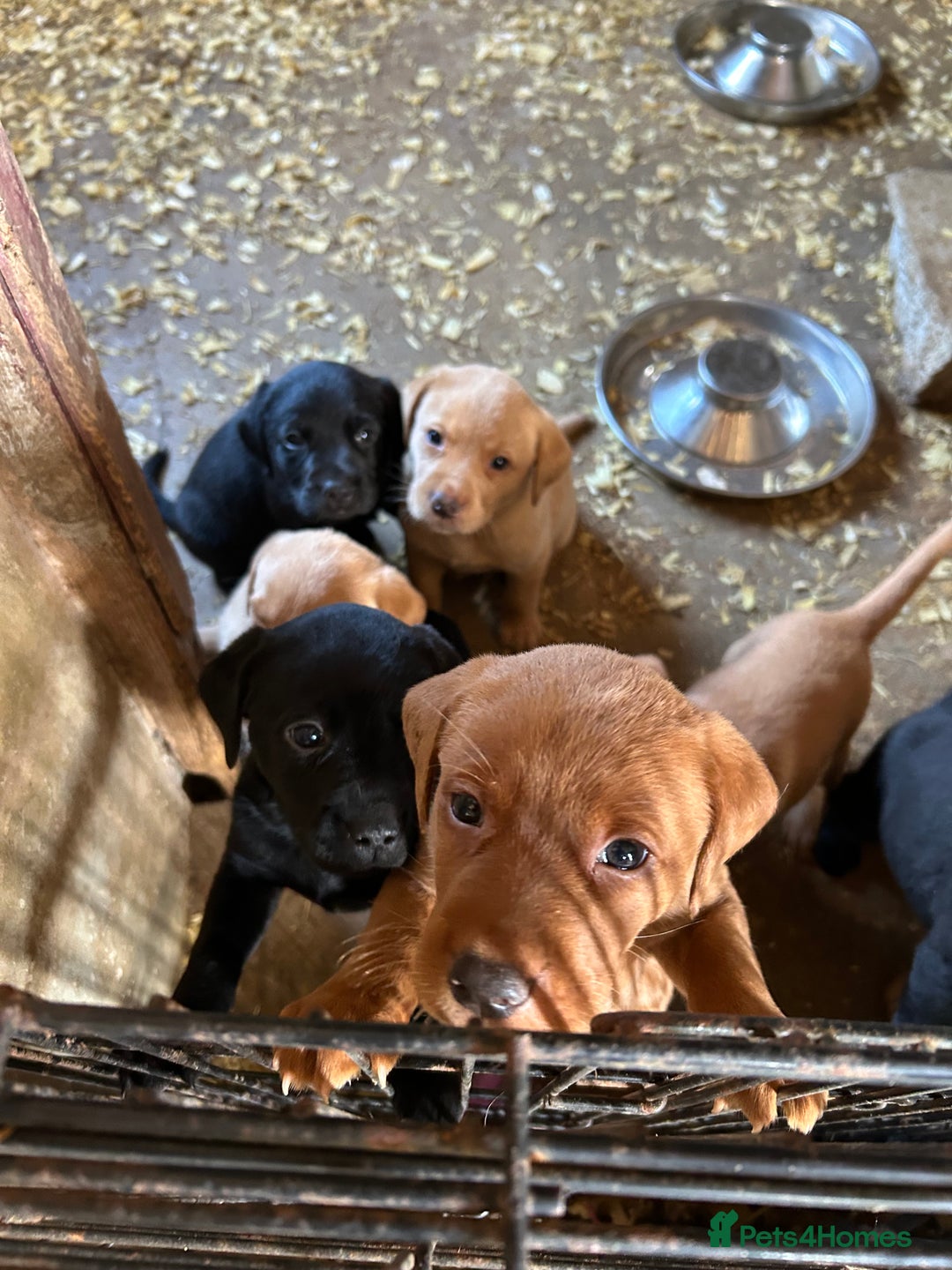 Labrador Retriever dogs for sale: Labrador pups, 7 still available.  in Launceston - Image 10