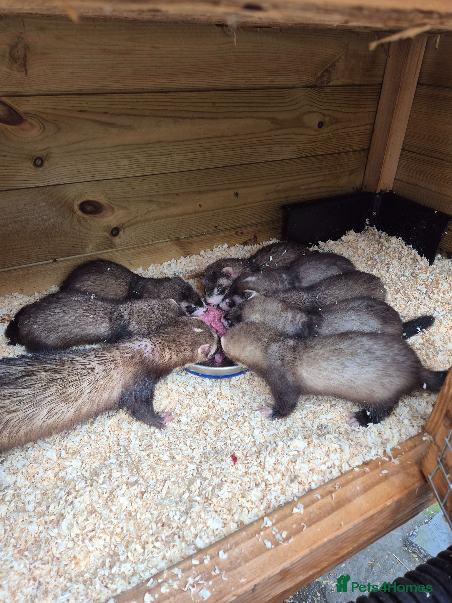 Ferret rodents Ferret kits for sale - Advert 1