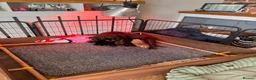 Cocker Spaniel dogs for sale: Cocker spaniel Puppies - Advert 3