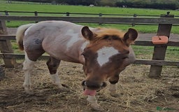 Paint horses for sale: Red Roan American Paint filly - Image 4