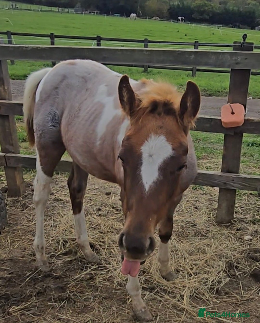 Paint horses for sale: Red Roan American Paint filly - Image 4