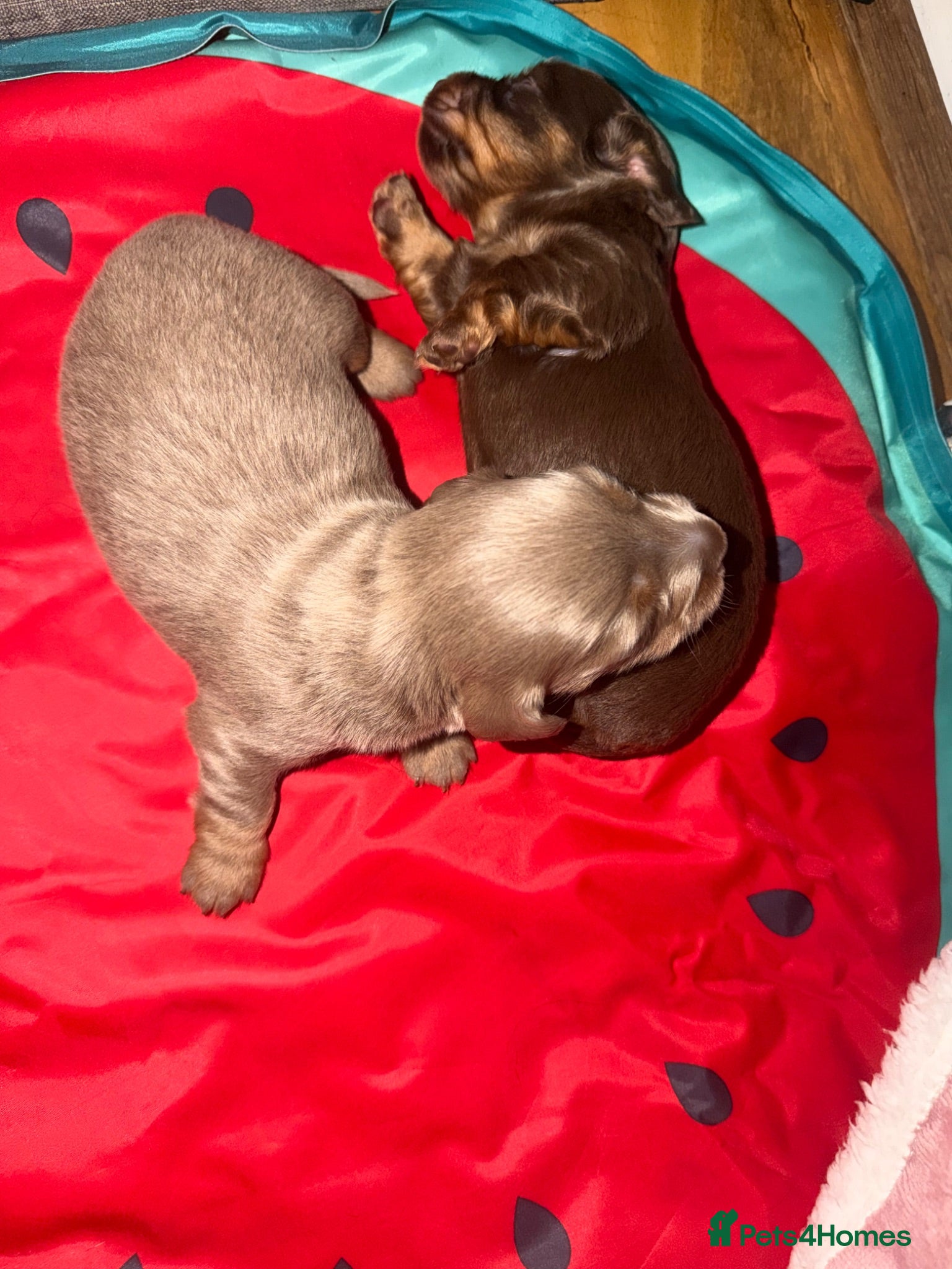 Miniature Dachshund dogs Long haired miniature dachshund x3 male - Advert 2