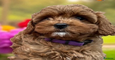 Cavapoo dogs - Advert 2