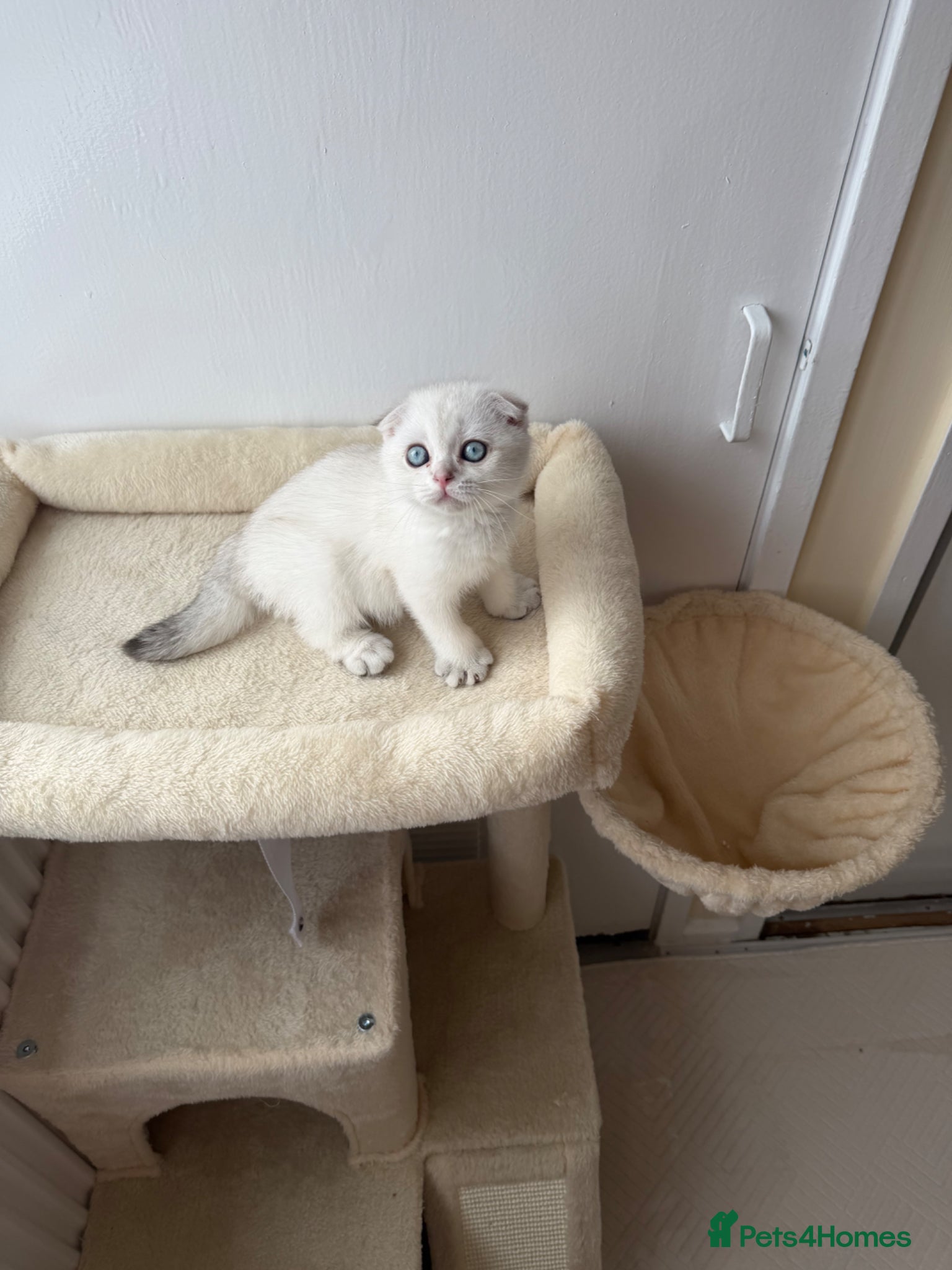 Scottish Fold cats for sale: Scotish fold  - Advert 8