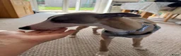 Whippet dogs for sale: Gorgeous 6 month old whippet in Coventry - Advert 3