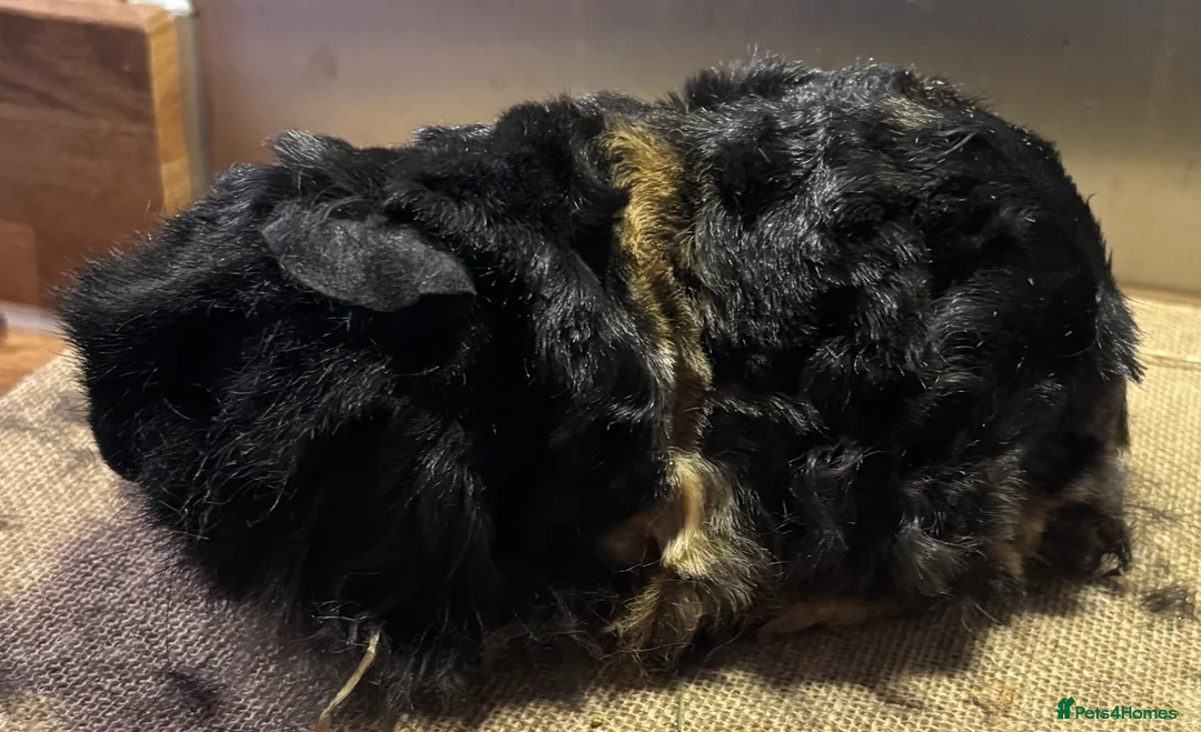 Guinea Pig rodents for sale: Guineapigs for loving homes  - Advert 4