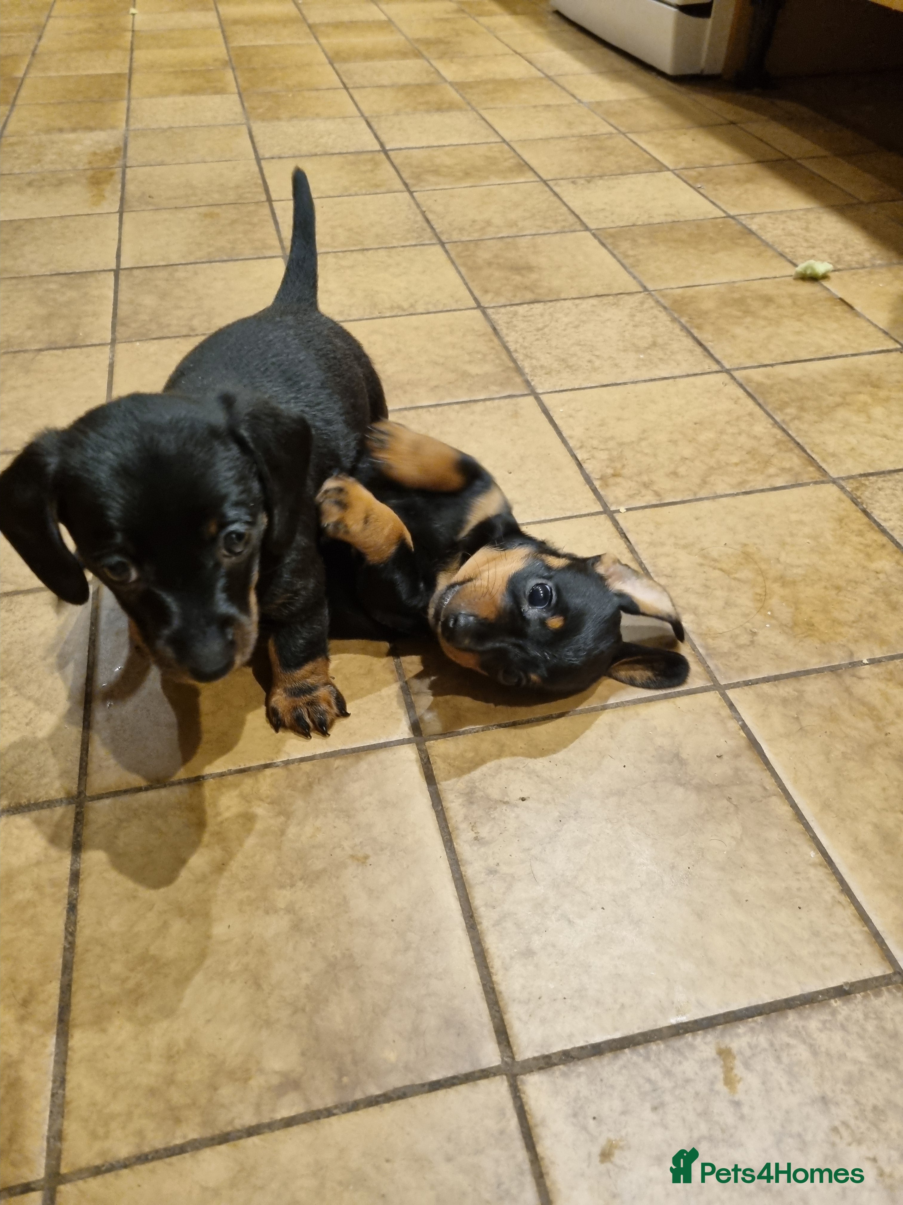 Miniature Dachshund dogs 2 gorgeous black and tan boys - Advert 5