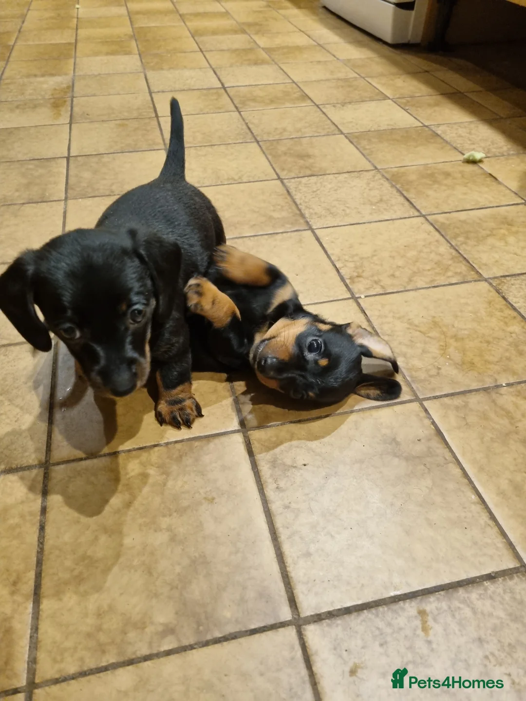 Miniature Dachshund dogs for sale: 2 gorgeous black and tan boys - Advert 1