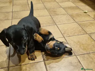 Miniature Dachshund dogs 2 gorgeous black and tan boys - Advert 3