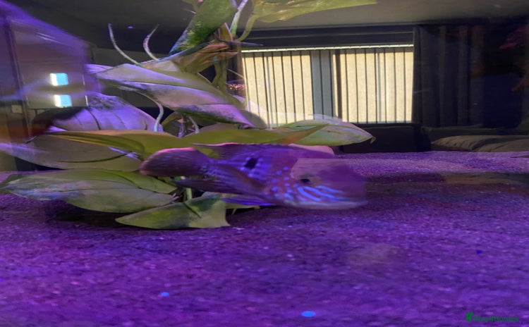 Cichlids fish - Advert 1