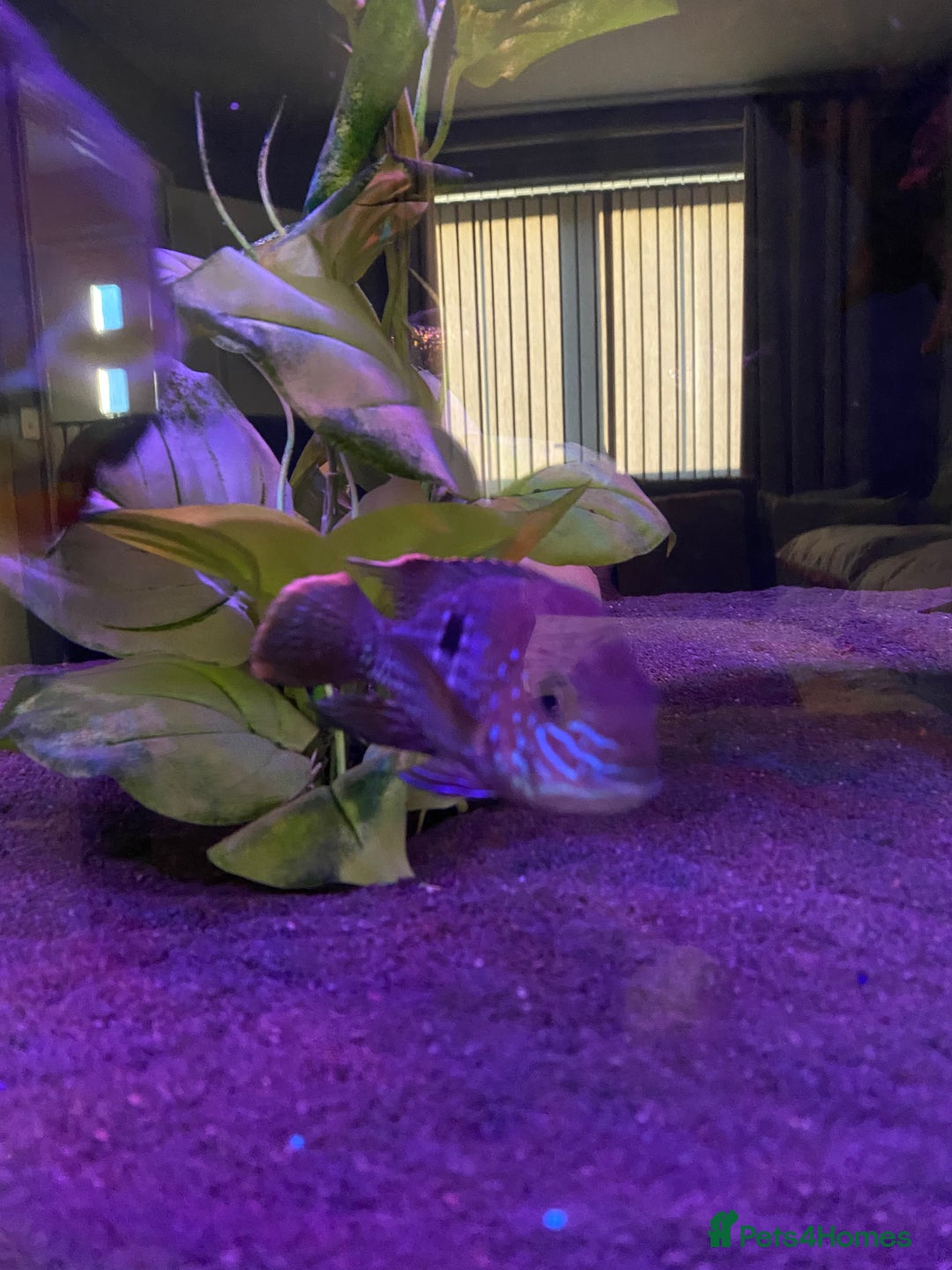 Cichlids fish for sale: Green Terror (Gold Saum variant) for sale - Image 1