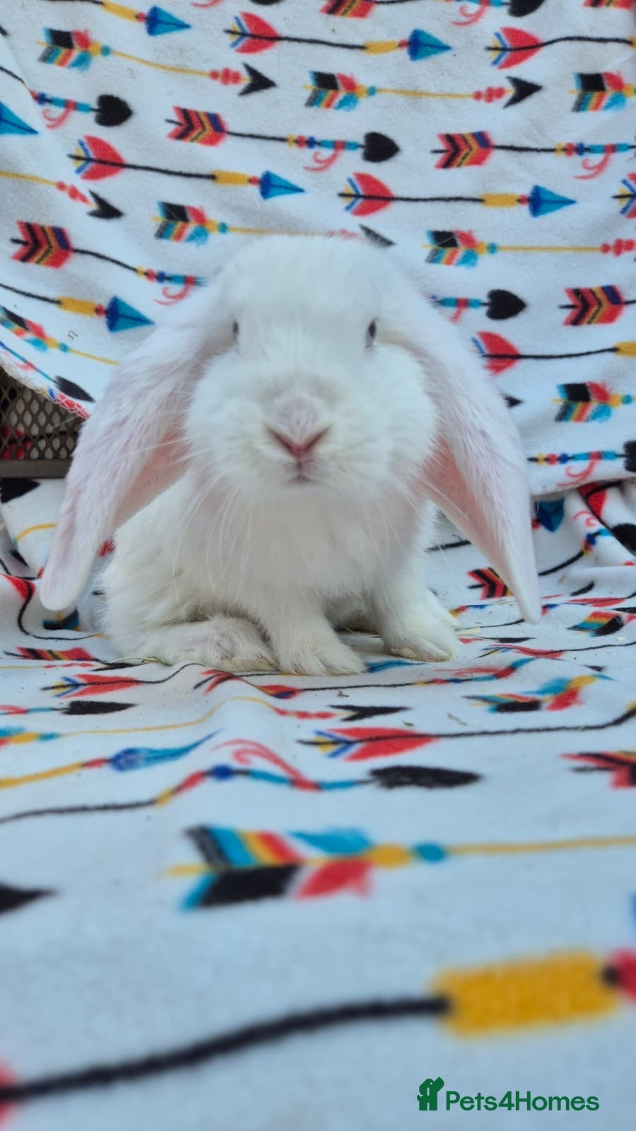 French Lop rabbits Frenchlop bucks available 8 weeks old 3 left  - Advert 1