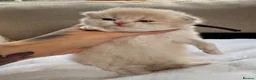 British Longhair cats for sale: Exceptional blh golden kittens  - Advert 2