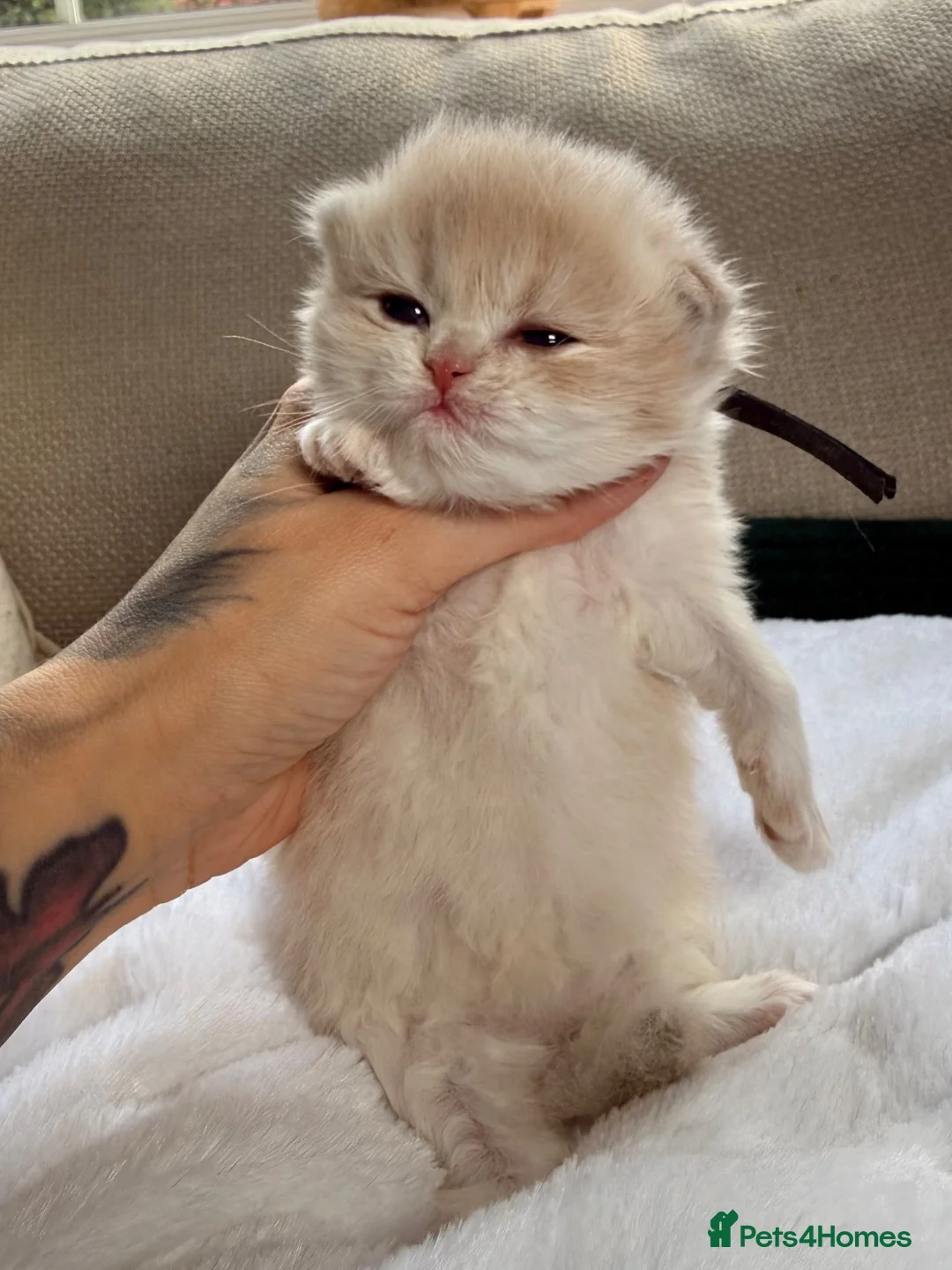 British Longhair cats for sale: Exceptional blh golden kittens  - Advert 2