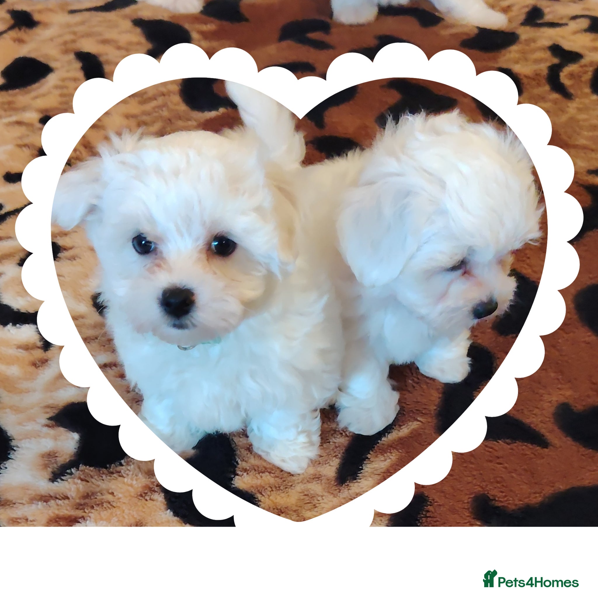 Maltese dogs Pure Maltese puppies❤️💙 - Advert 2