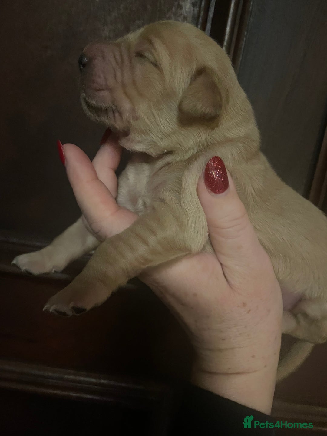 Mixed Breed dogs for sale: Golden retriever x Flatcoat retriever  - Advert 8