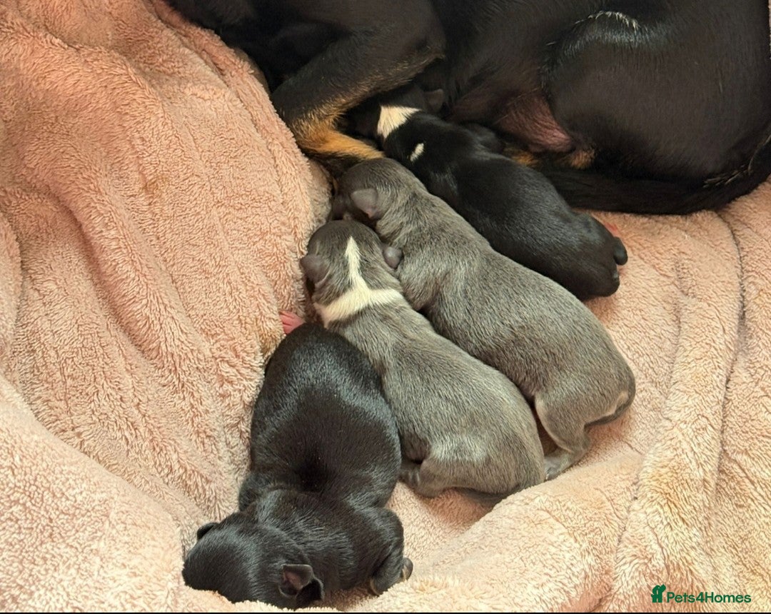 Chihuahua dogs for stud: KC reg - Health tested - PROVEN  - Advert 24