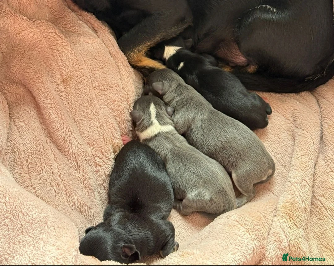 Chihuahua dogs for stud: KC reg-Health tested-PROVEN  - Advert 25